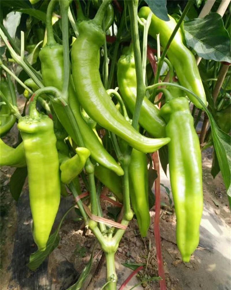 牛角椒和羊角辣椒是什么,它们是怎样区别的_高清图集_新浪网