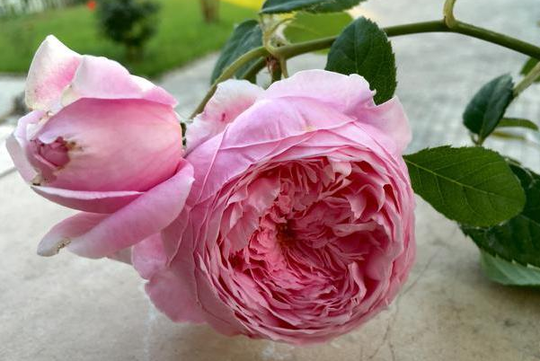 大藤本月季自由精神 谁能想到生长很自由 开花却很不 自由