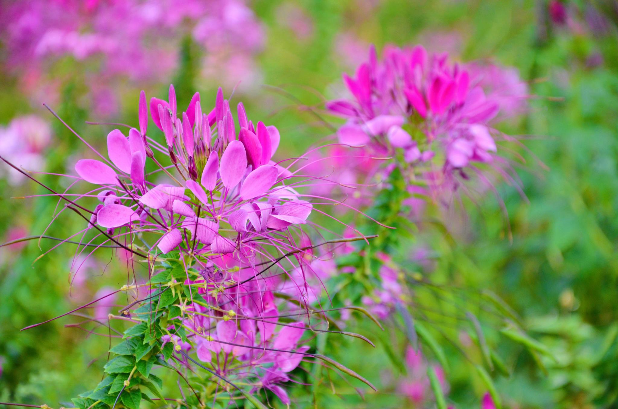 醉蝶花的叶子与花很独特,原创拍摄
