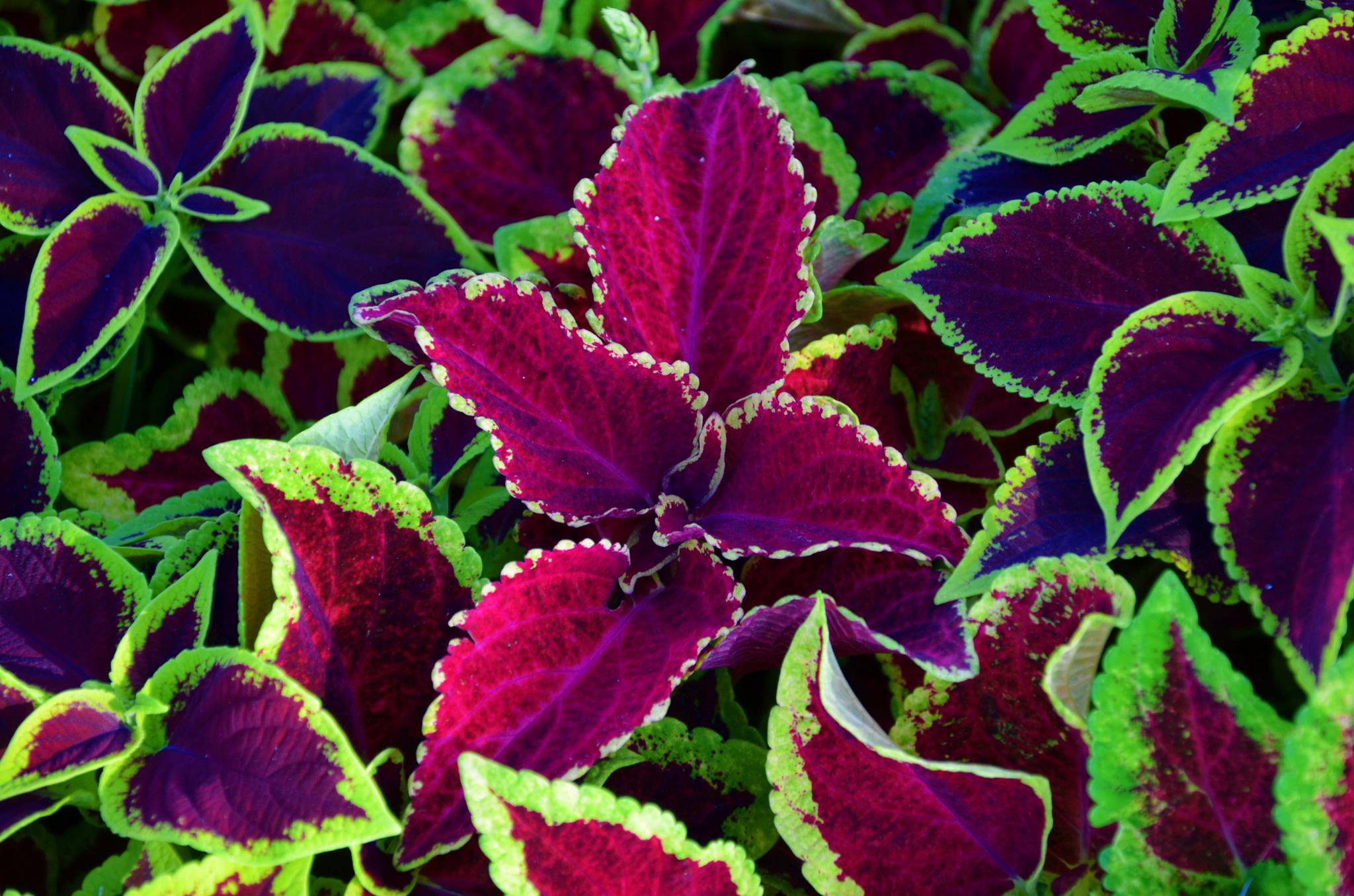 美丽的彩叶草美丽的心情,原创拍摄_新浪新闻