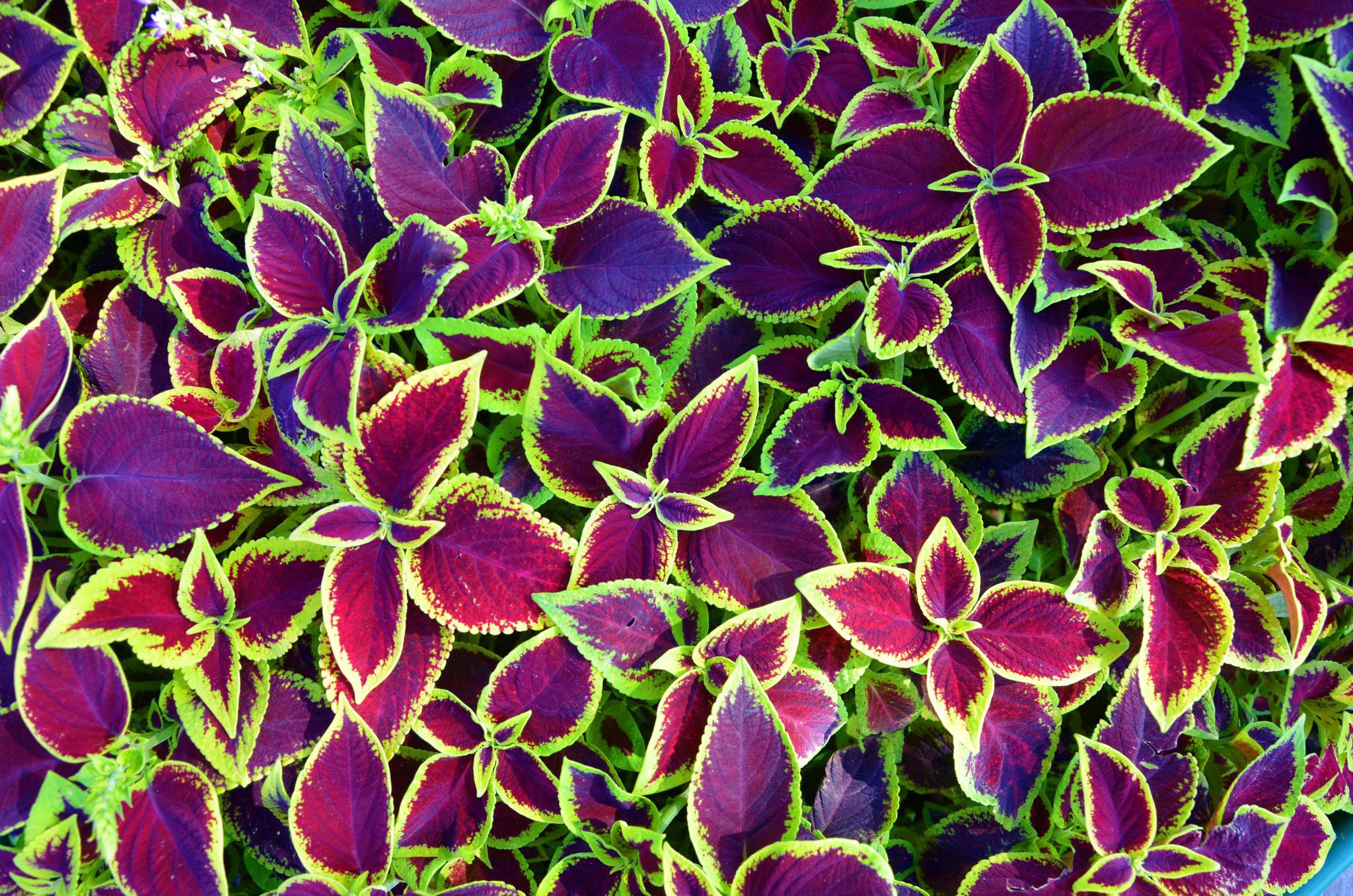 美丽的彩叶草美丽的心情原创拍摄