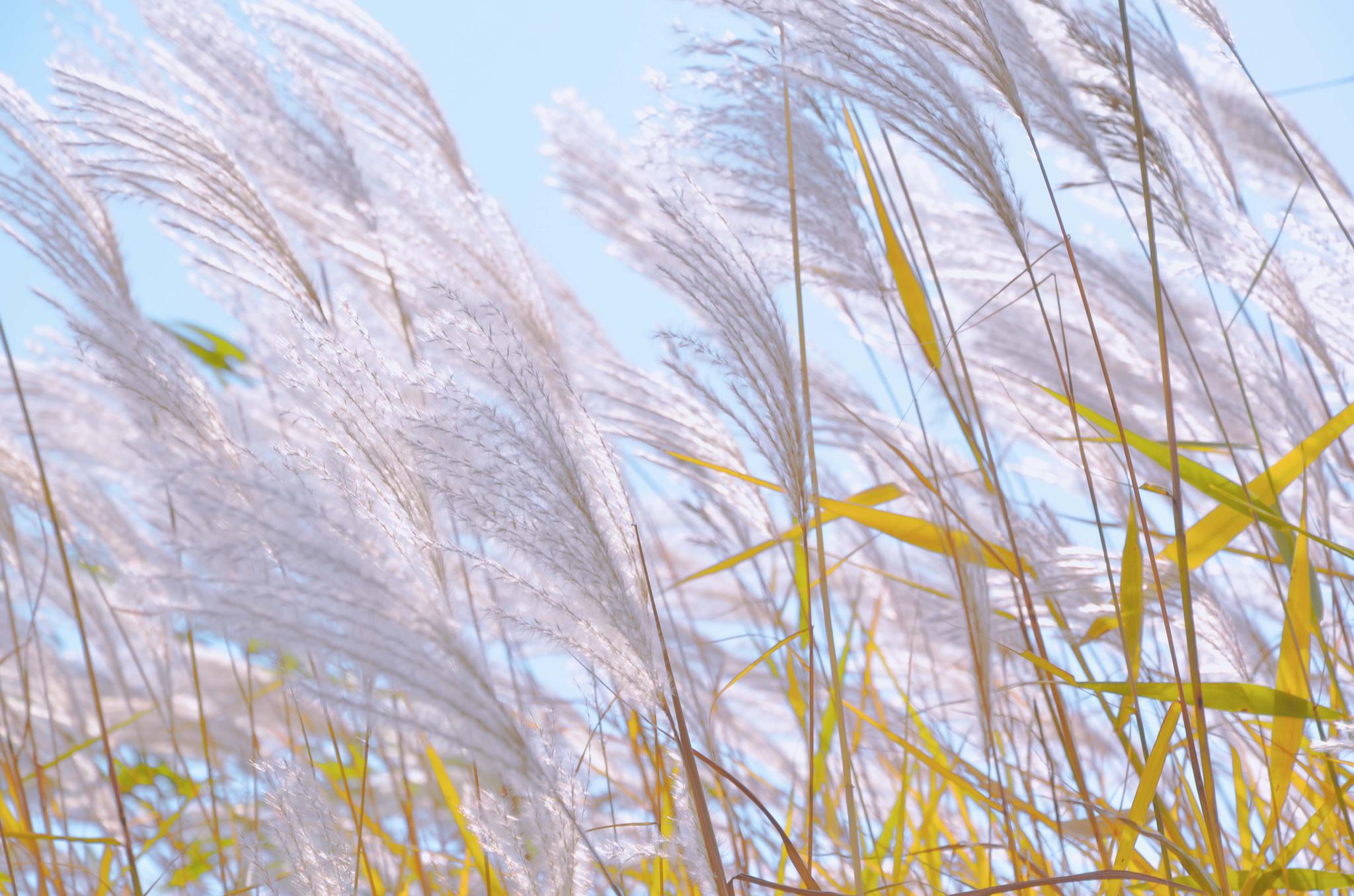 纯白色的芦花飘扬,原创拍摄