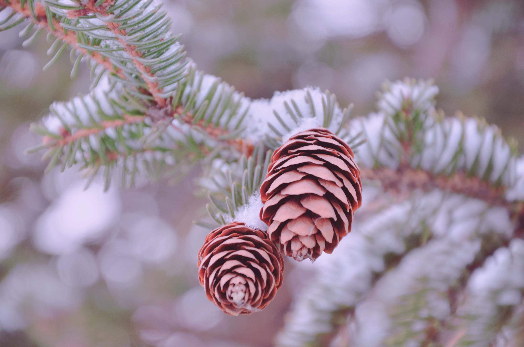 雪后云杉果实,原创拍摄
