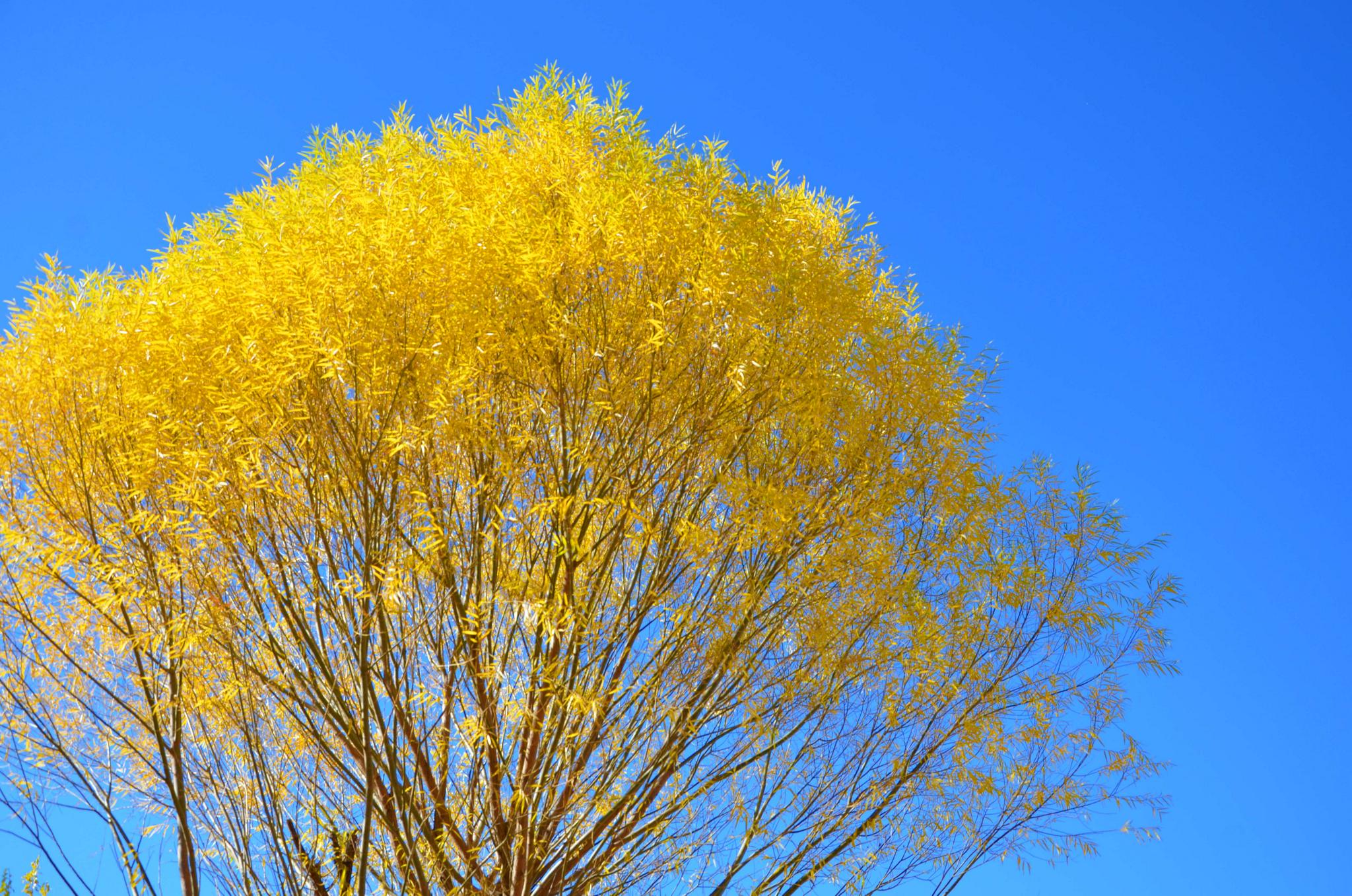 秋天的馒头柳,原创拍摄__财经头条