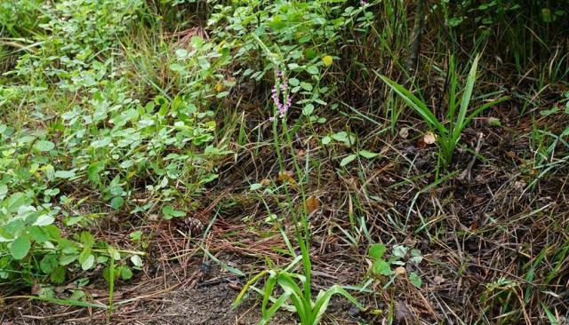 其中用野草来对付蛇是最常见的了,比如七叶一枝花,三叶青,白花蛇舌草