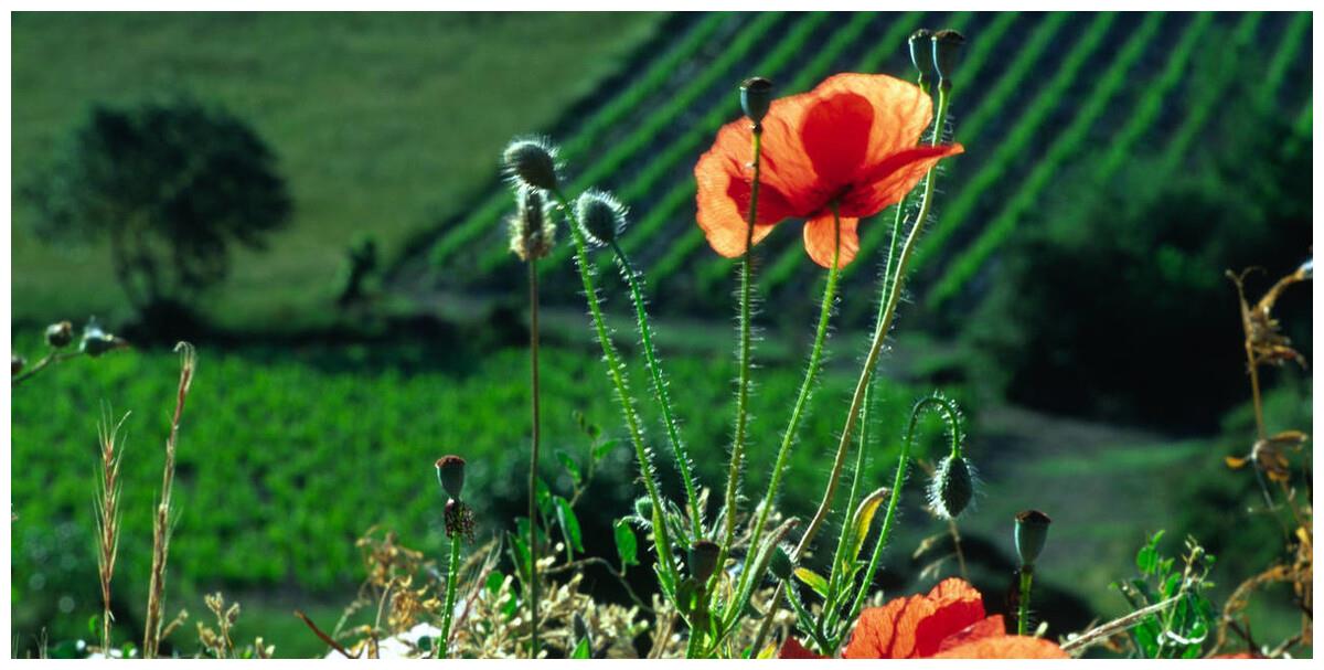 写给最爱的你：今生无缘夫妻，想你也是一种幸福休闲区蓝鸢梦想 - Www.slyday.coM