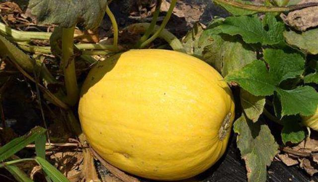 我国一种稀有南瓜瓜肉酷似鱼翅农民大量种植却少有人吃过