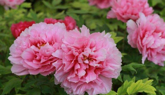 萝卜,最普通不过的食材,到了老洛阳人手里,竟能玩出这么多花样休闲区蓝鸢梦想 - Www.slyday.coM 萝卜,最普通不过的食材,到了老洛阳人手里,竟能玩出这么多花样休闲区蓝鸢梦想 - Www.slyday.coM