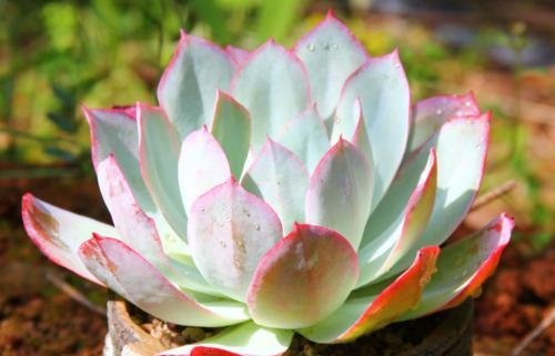 养多肉"薄叶三仙",做好四件事,仙气十足,旷世出尘!