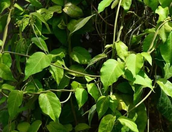 它是治疗气管炎特效药学名通脉丹山上不常见遇到请重视