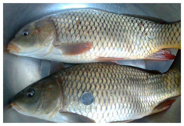 鲤鱼在南方一文不值,几乎没人吃,白送也不要,你知道为什么吗?