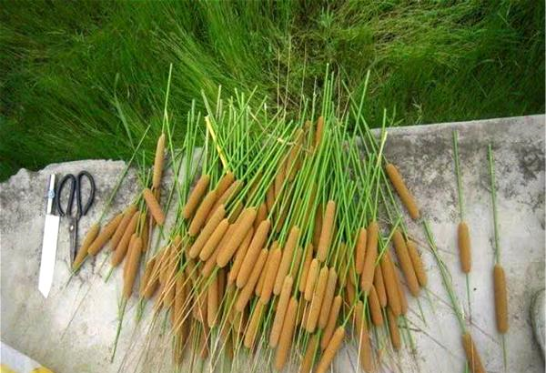 路边1种草,开花像"烤香肠",拿来止血和熏蚊子挺厉害,别小瞧__财经头条