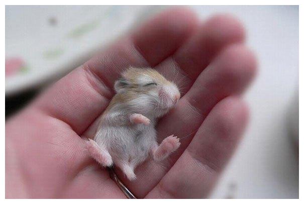 不喜勿喷,请去看你喜欢的|大象|食蚁兽|臭鼬_新浪新闻