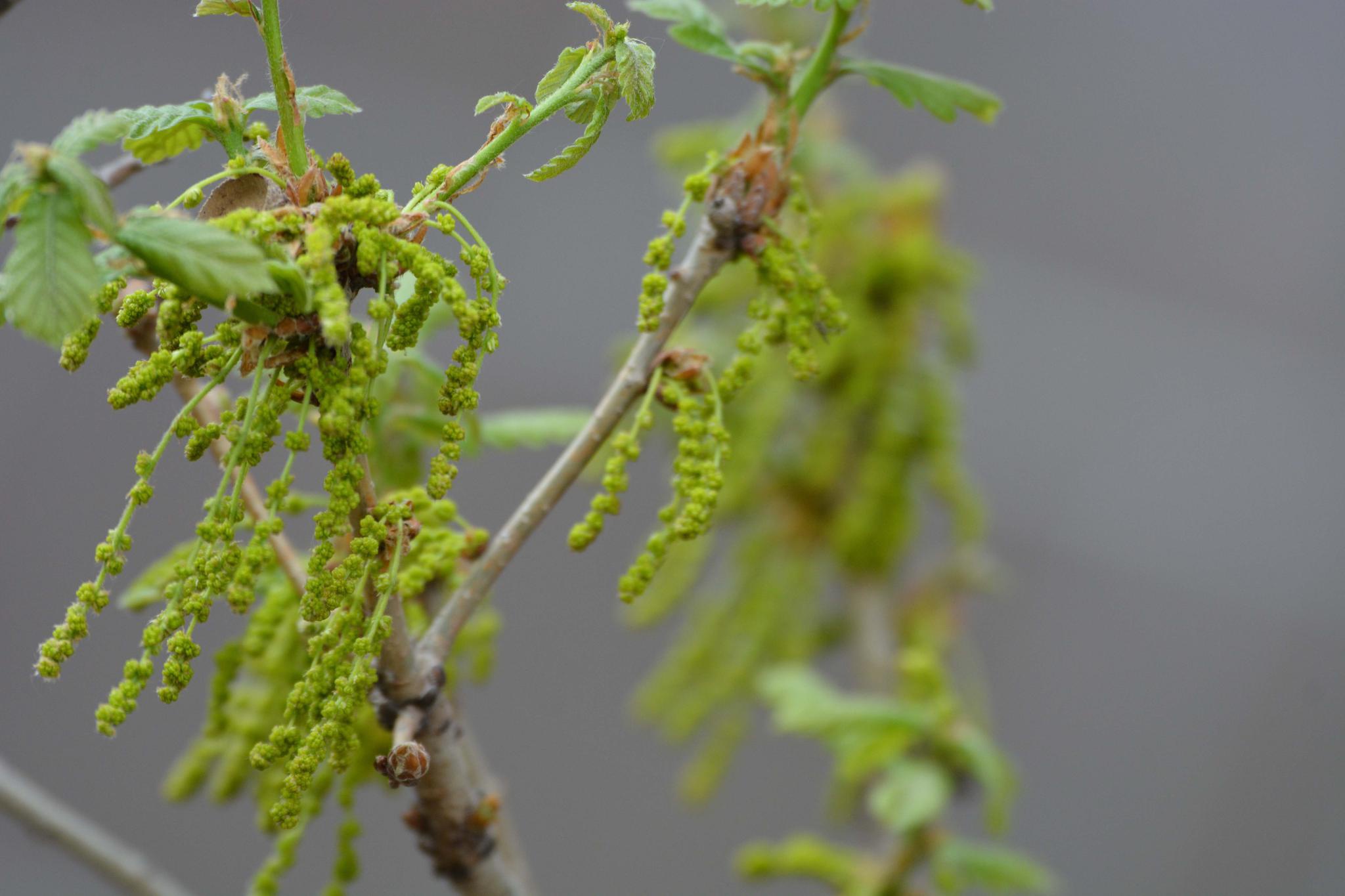 栎树花也叫橡树花柞树花,原创拍摄