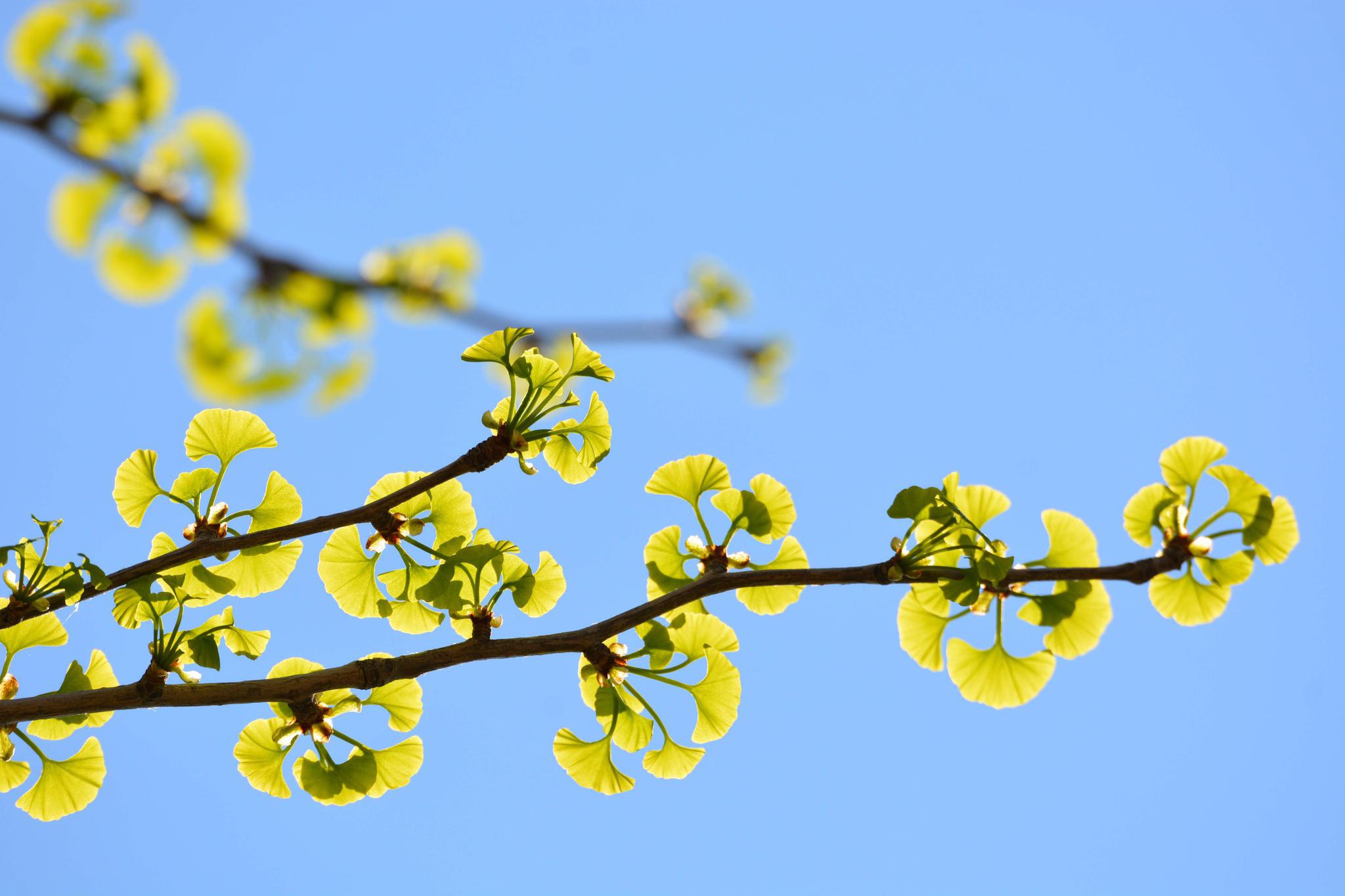 刚出叶的银杏树,原创拍摄