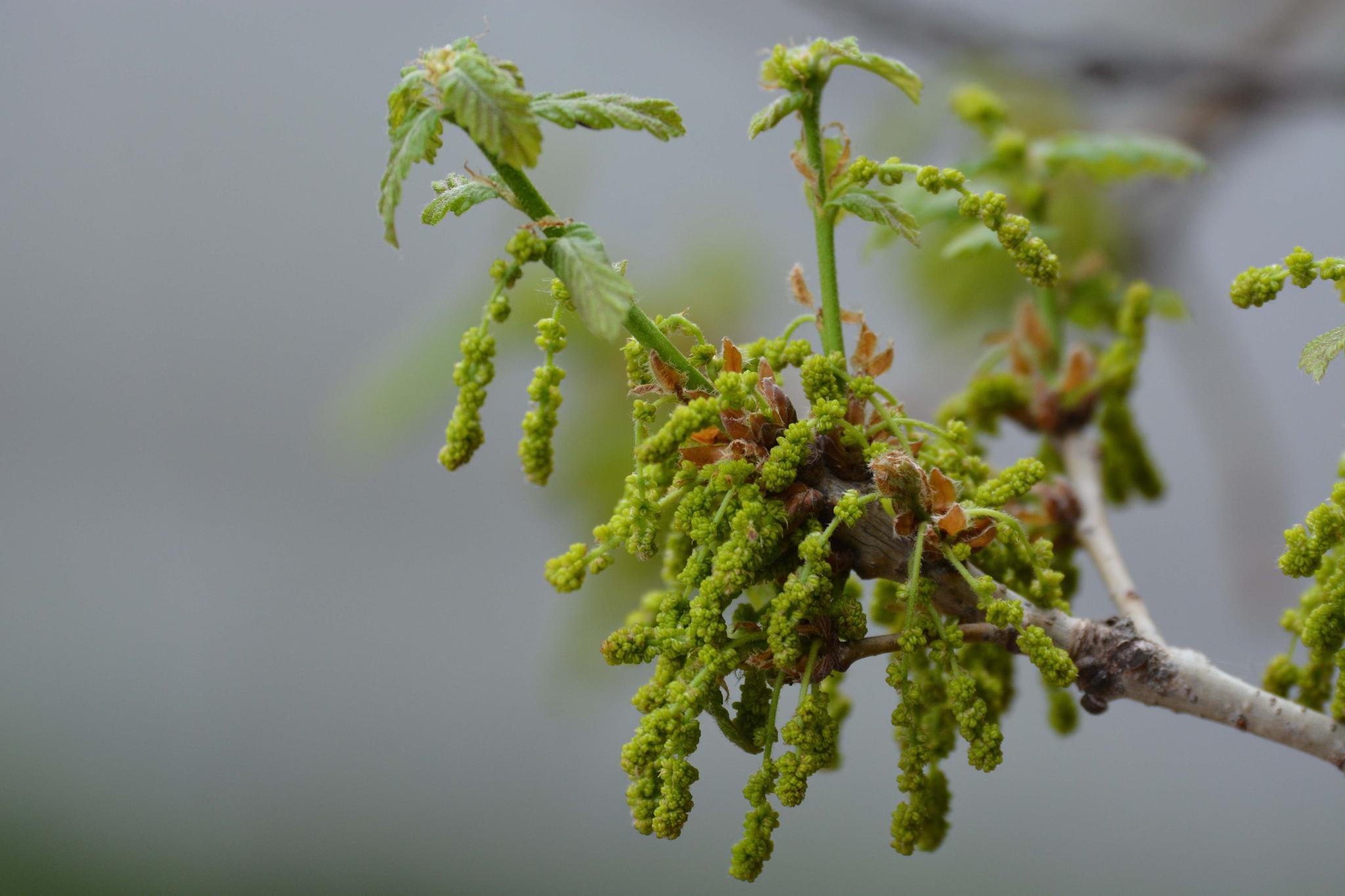 栎树花也叫橡树花柞树花,原创拍摄