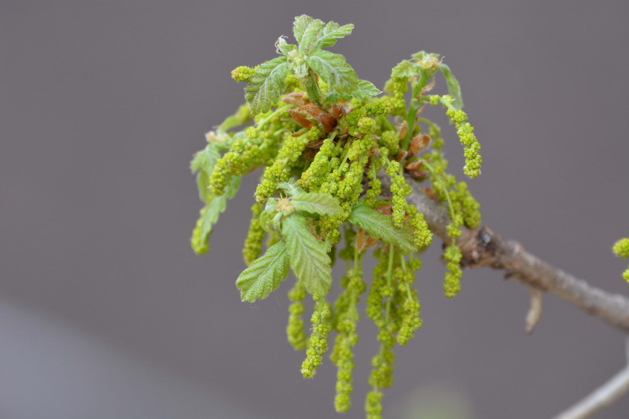 栎树花也叫橡树花柞树花,原创拍摄