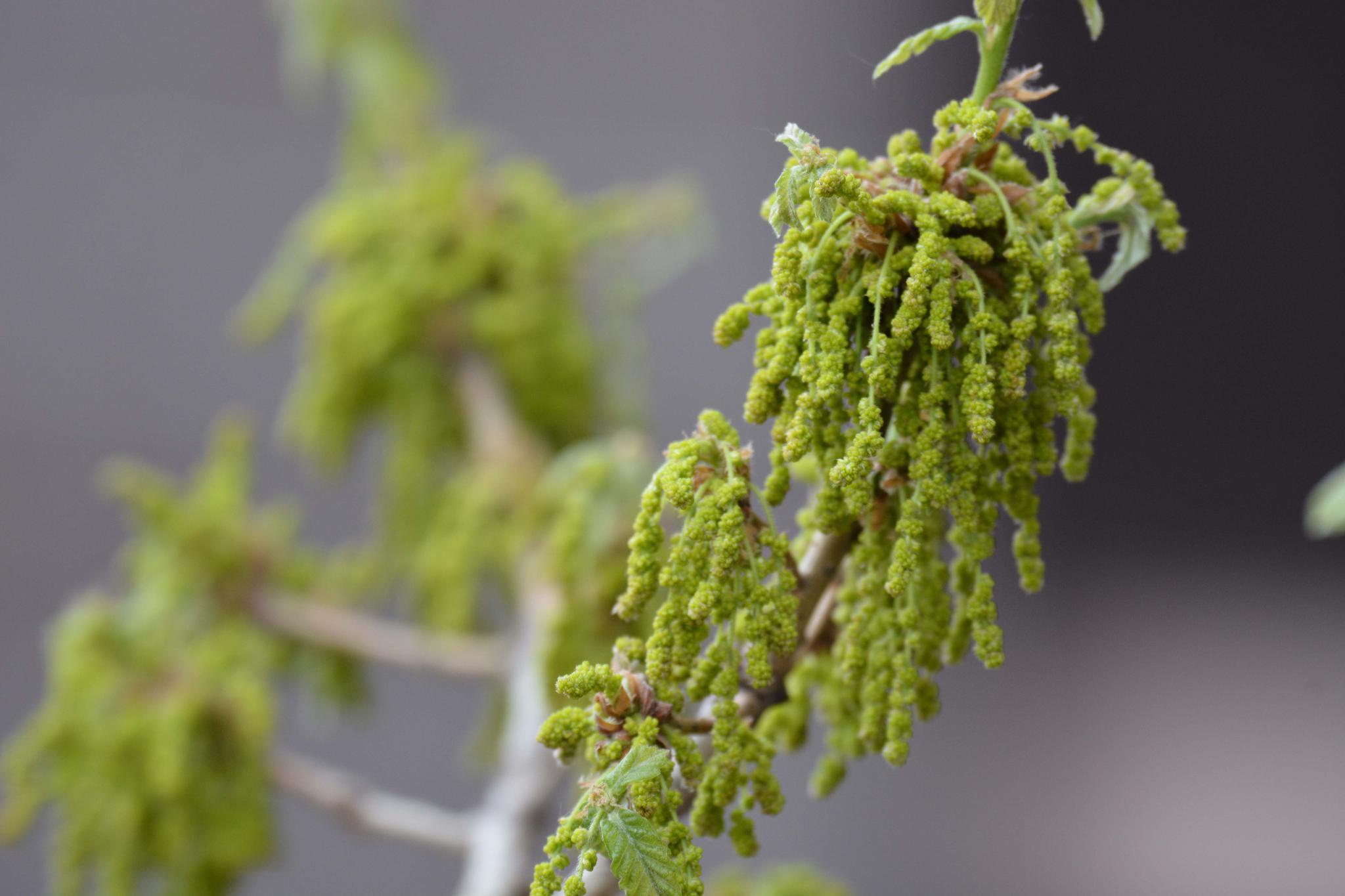 栎树花也叫橡树花柞树花,原创拍摄