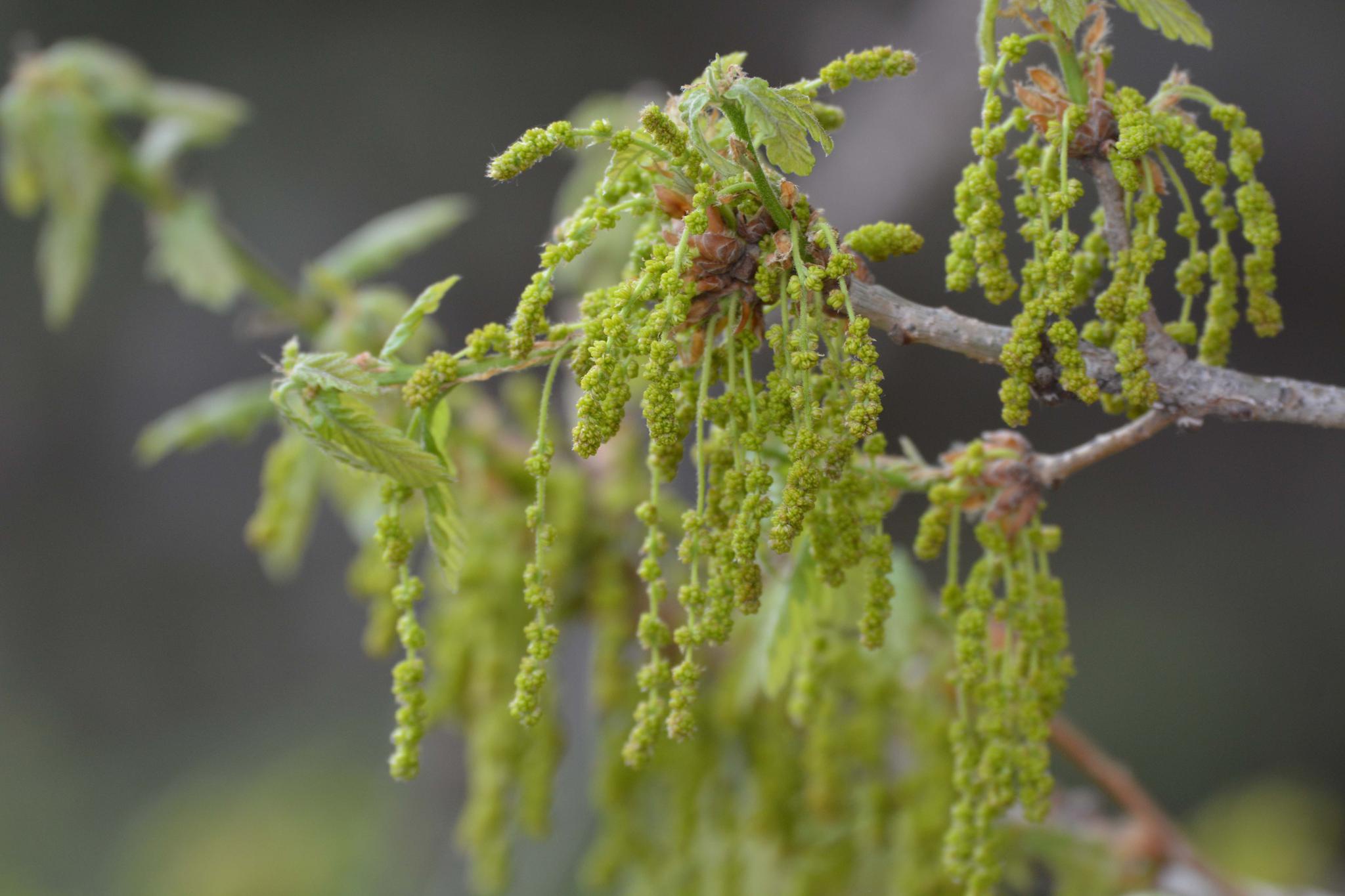 栎树花也叫橡树花柞树花,原创拍摄