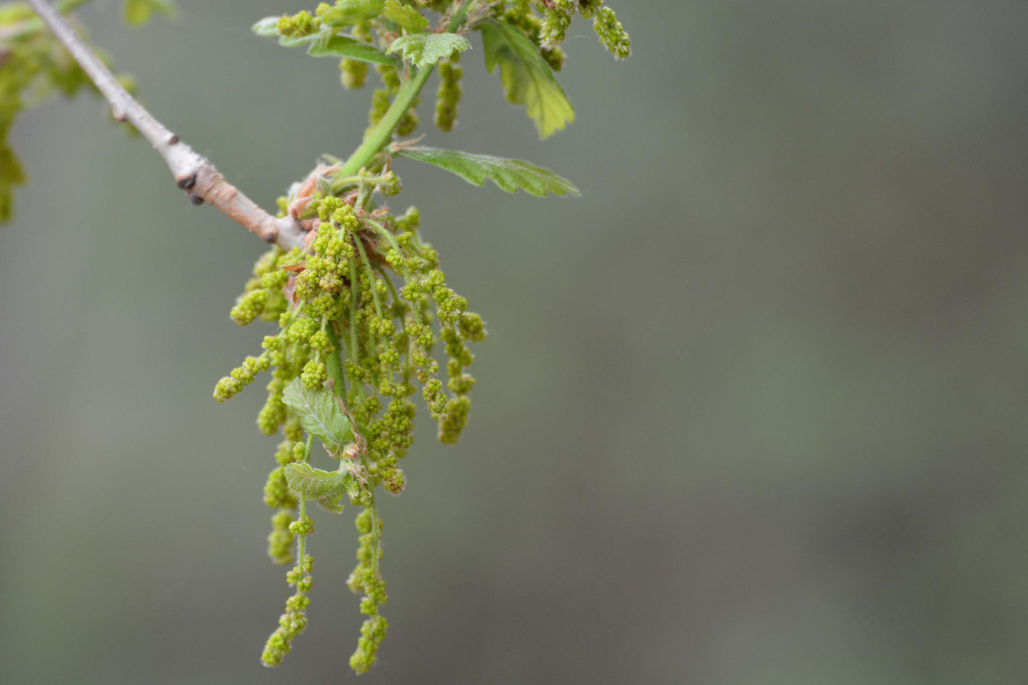 栎树花也叫橡树花柞树花,原创拍摄