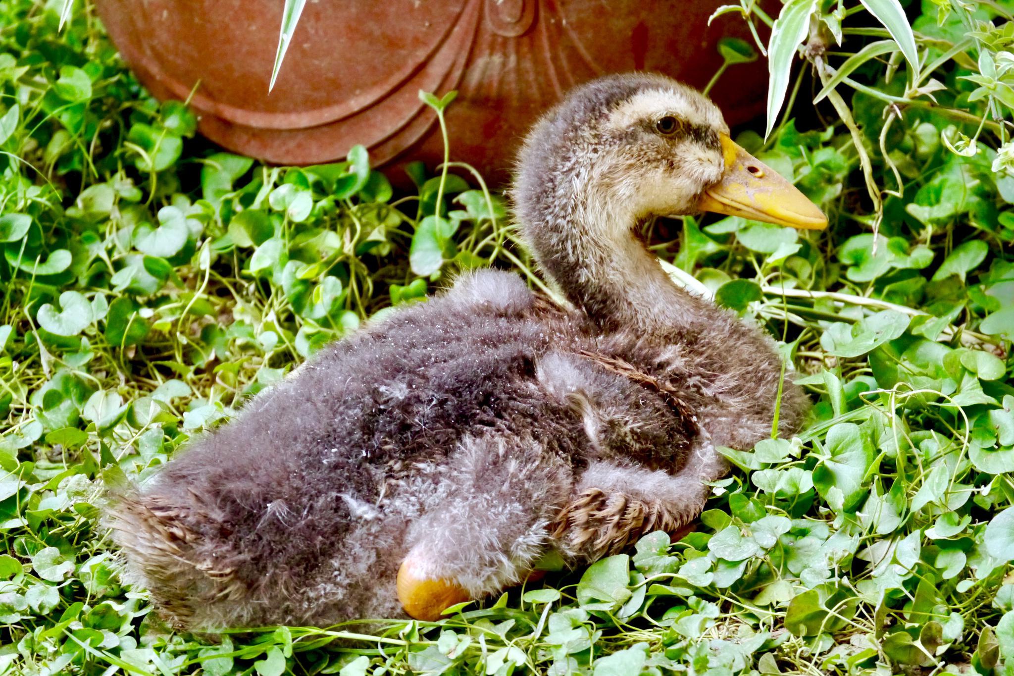 一只小麻鸭_高清图集_新浪网