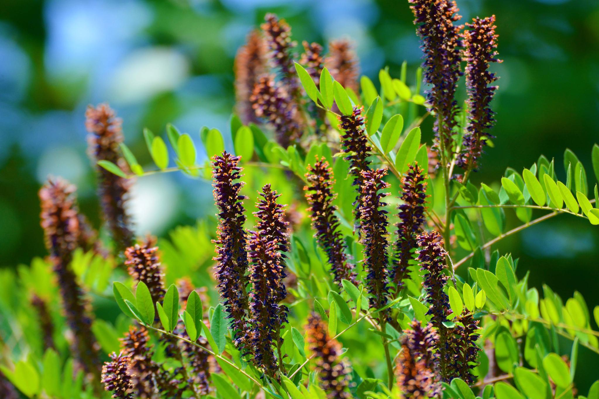 紫穗槐的紫色花穗,原创拍摄_高清图集_新浪网