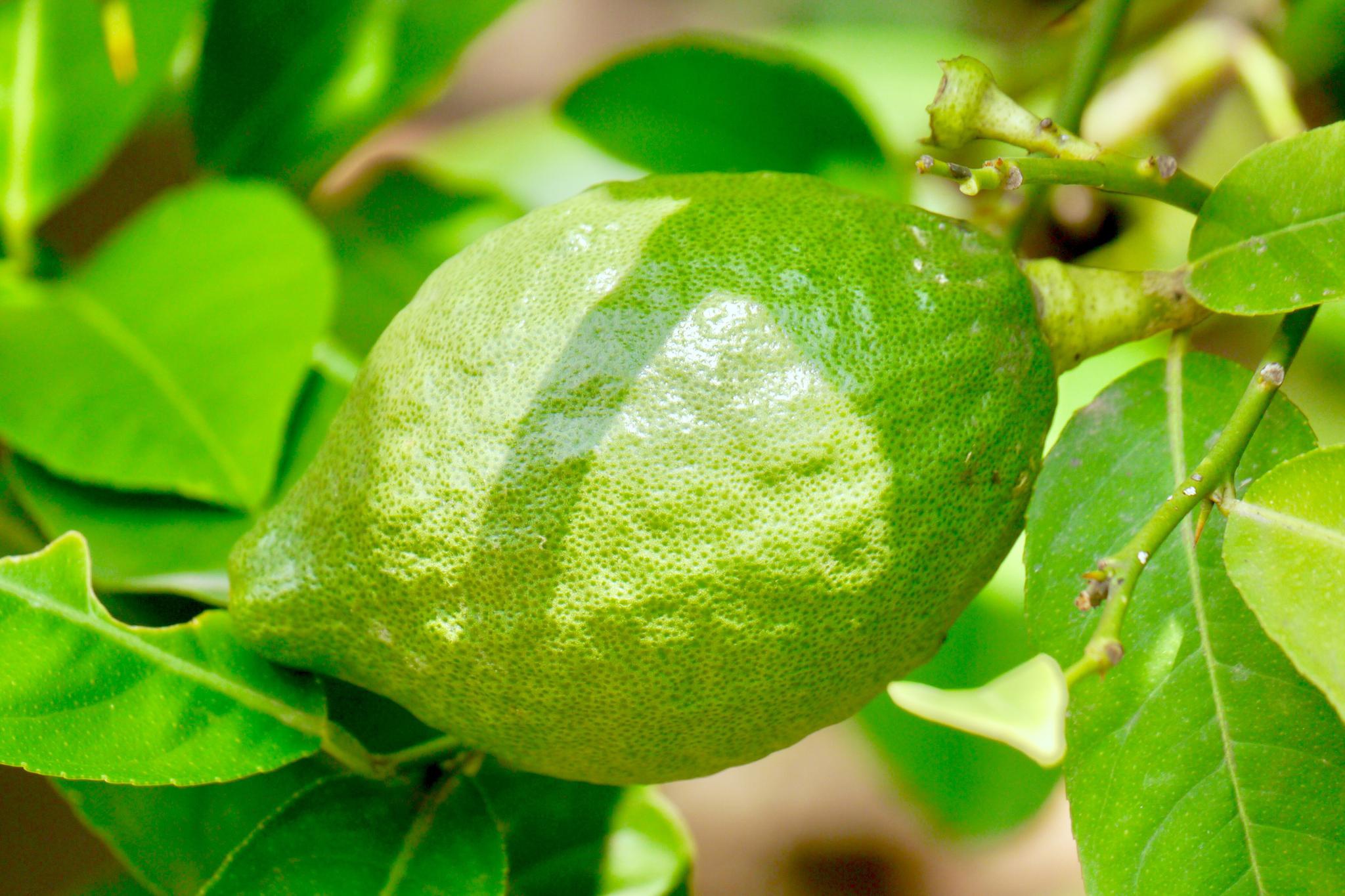 香橼,很多人当它是柠檬