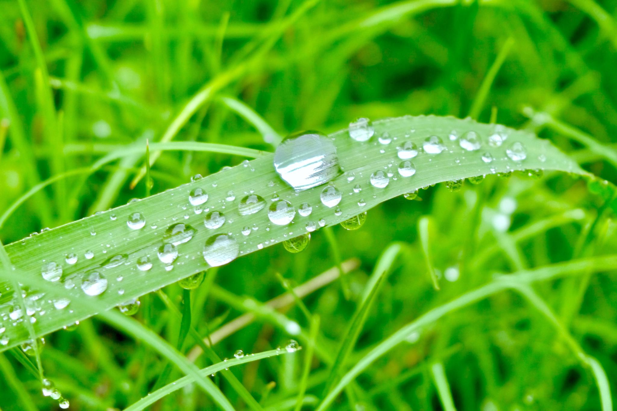 落在叶面上的雨珠