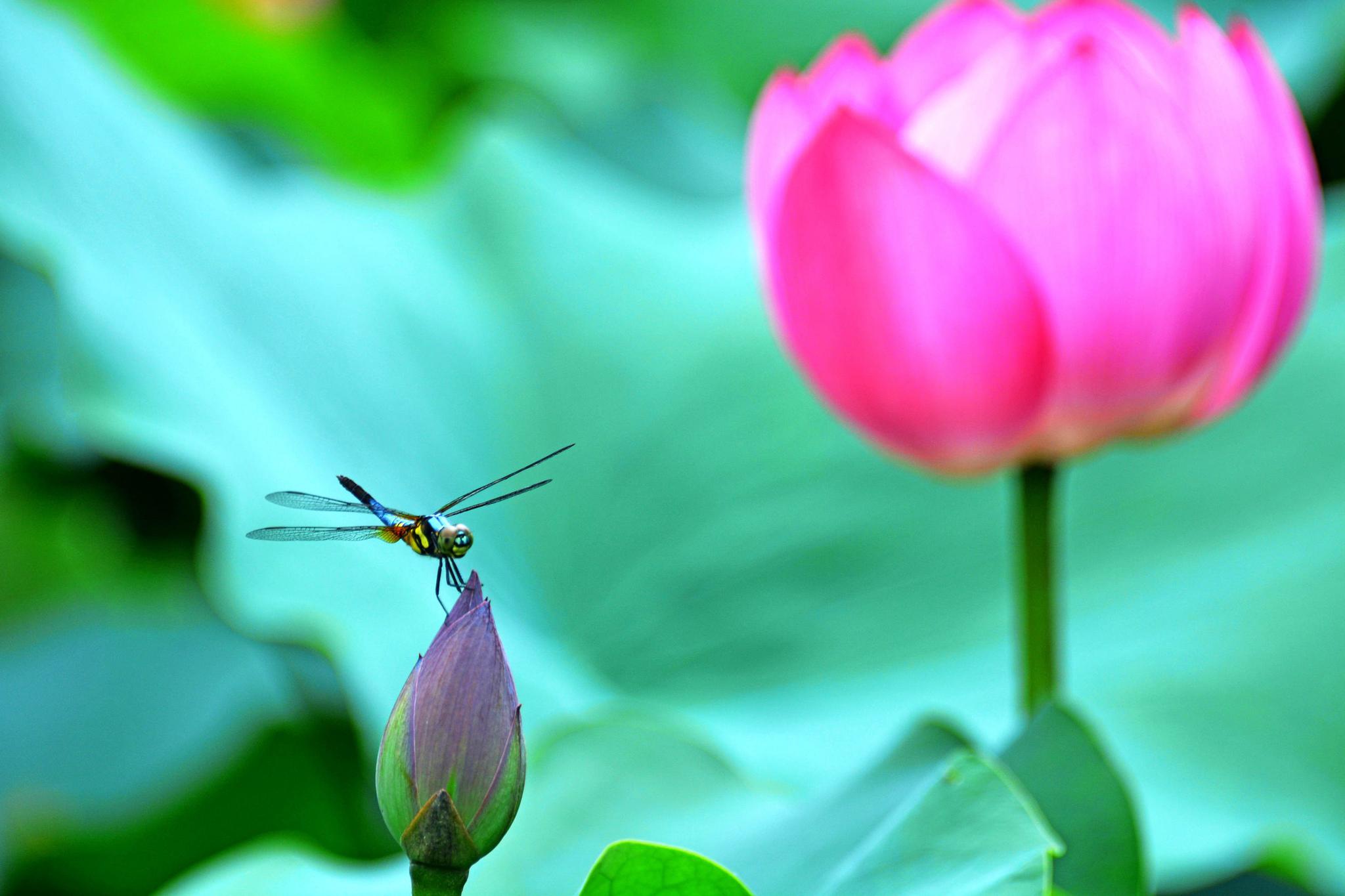 蜻蜓双飞恋荷塘,摄于江苏省无锡市锡山区锡北镇斗山村草塘里.