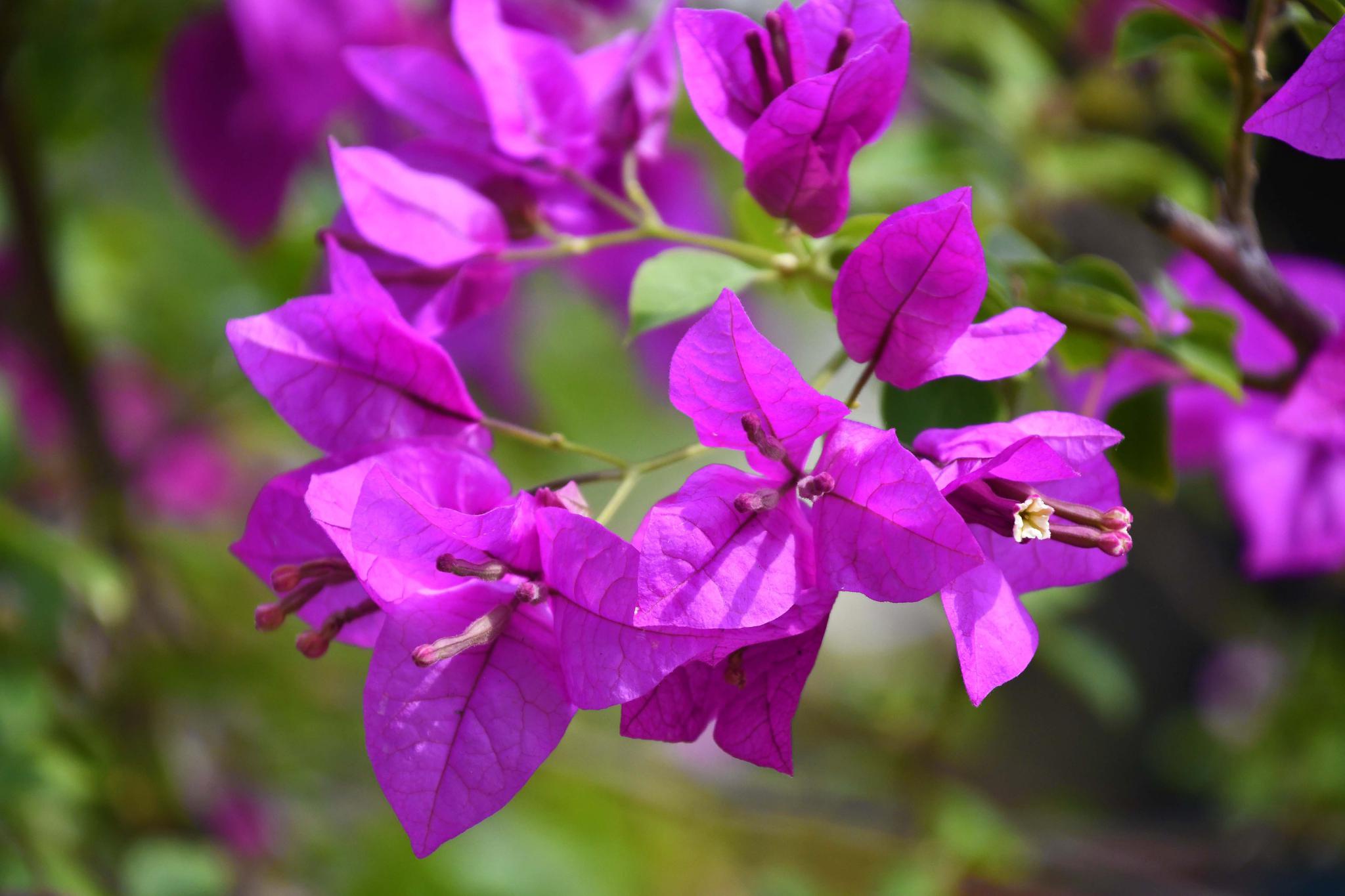 玫粉色三角梅花,原创拍摄_高清图集_新浪网