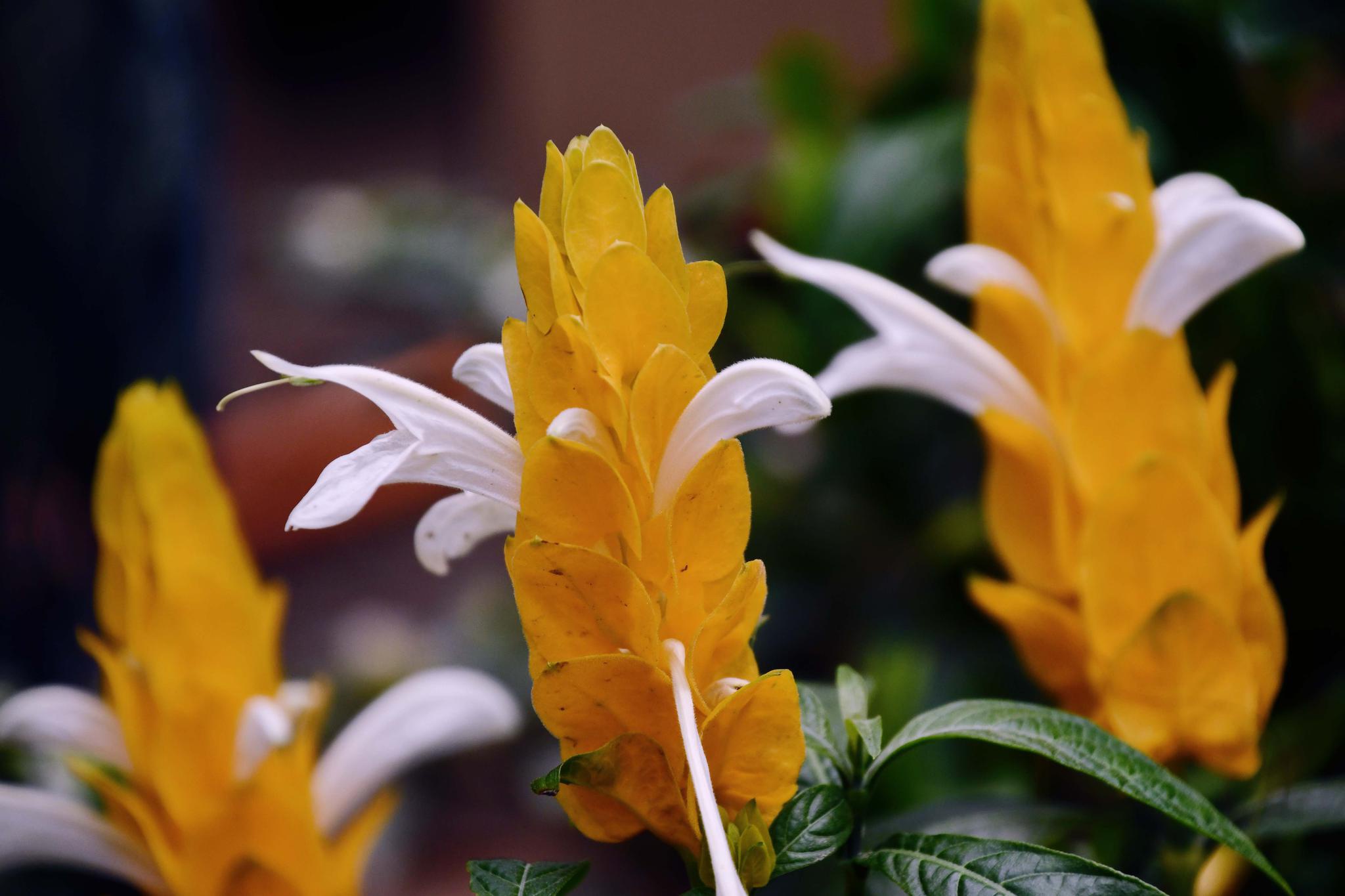 金苞花又叫黄金塔金苞银,原创拍摄