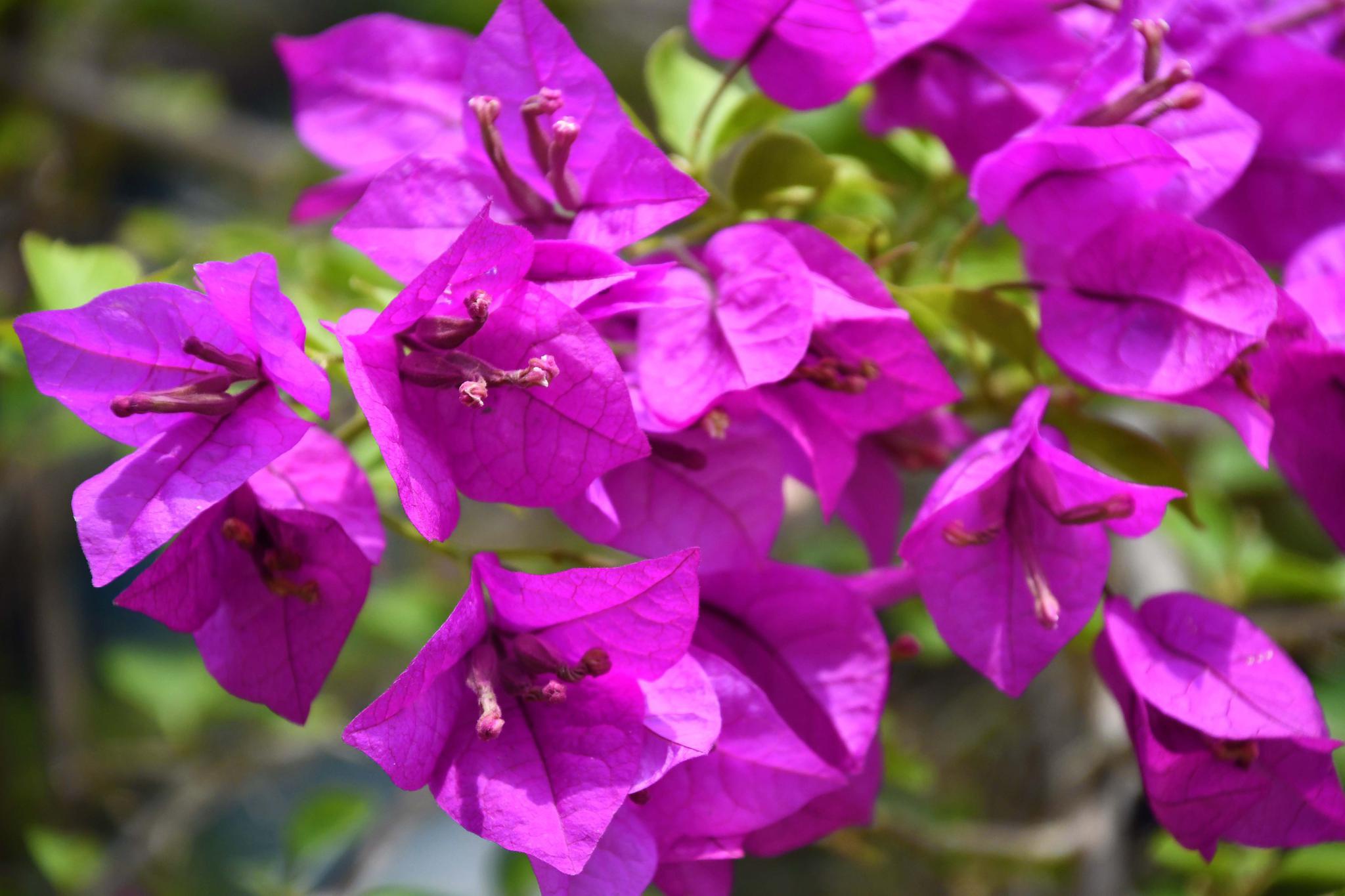 玫粉色三角梅花,原创拍摄