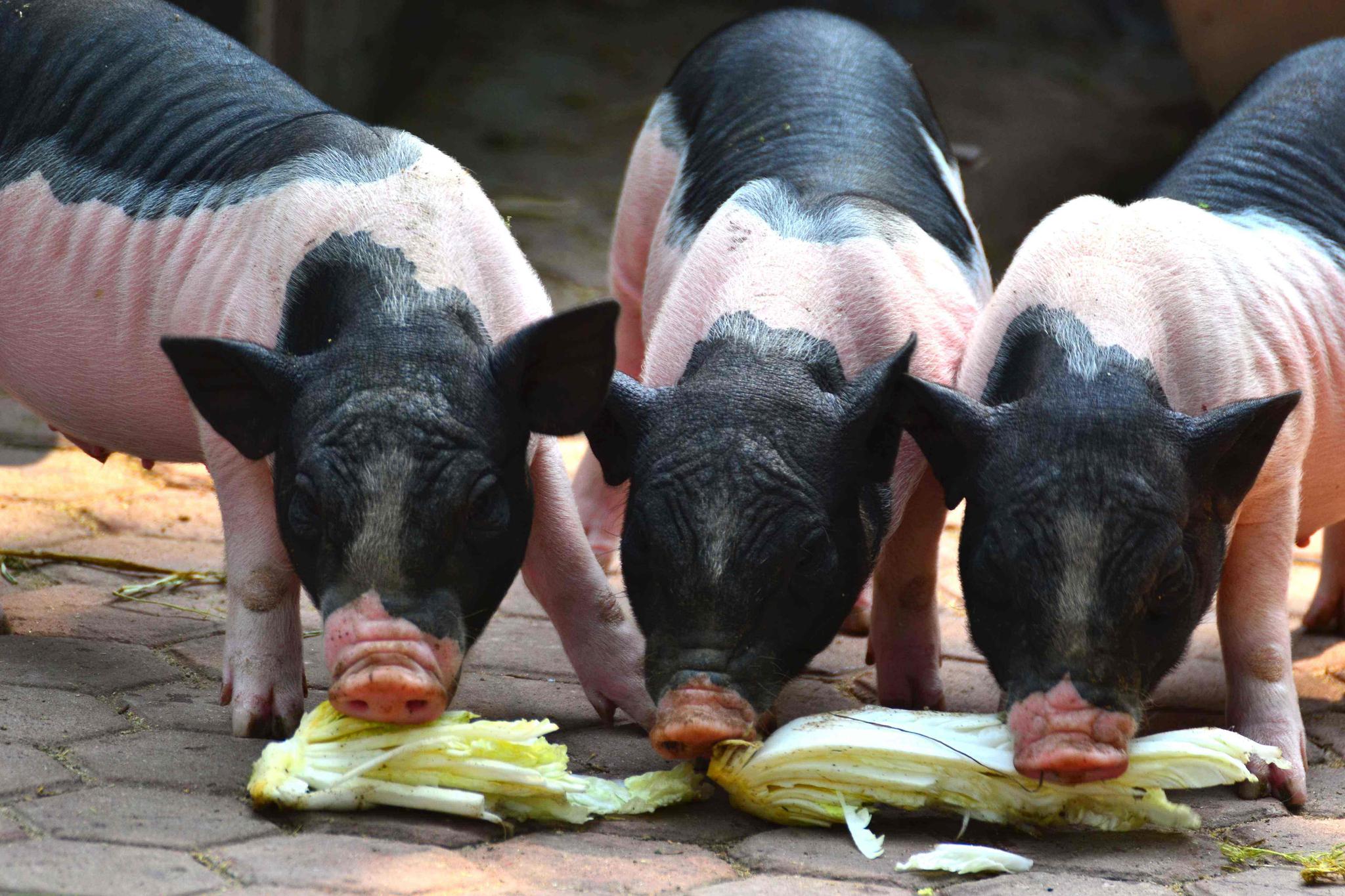 仔猪的诱食与补料技巧猪知乐整理