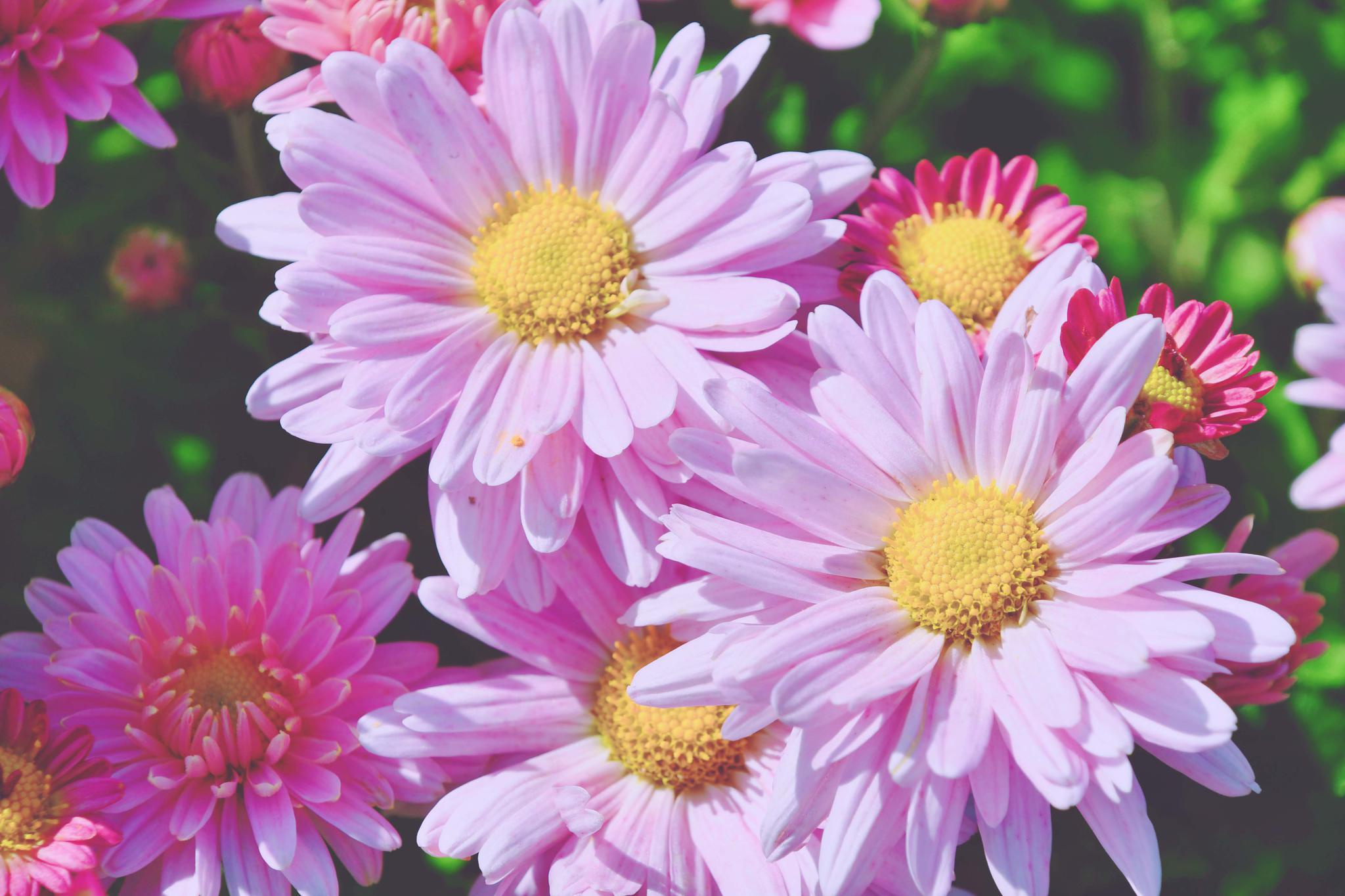 粉色的雏菊,粉色的心情,原创拍摄