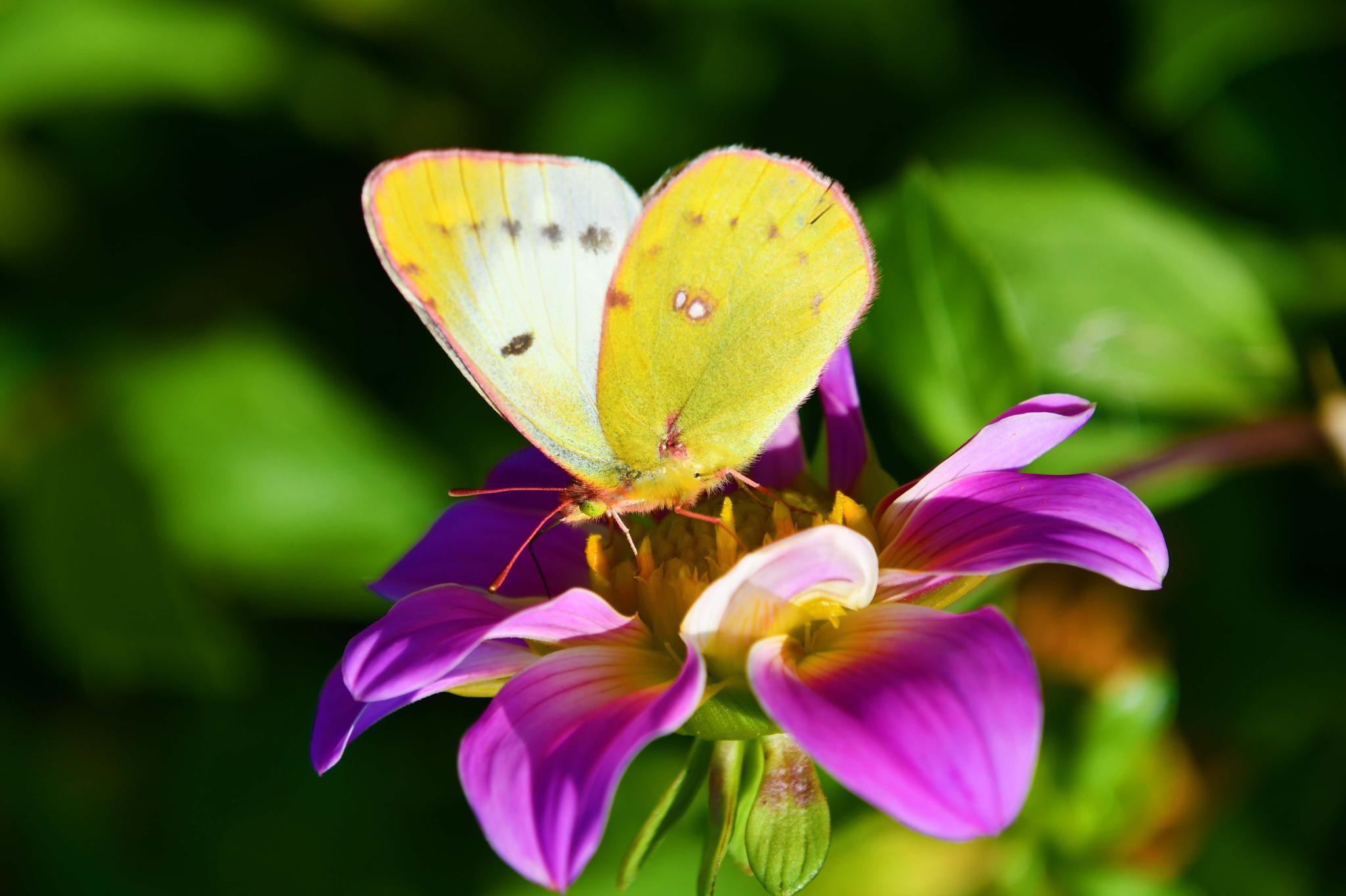 美丽的斑缘豆粉蝶,原创拍摄