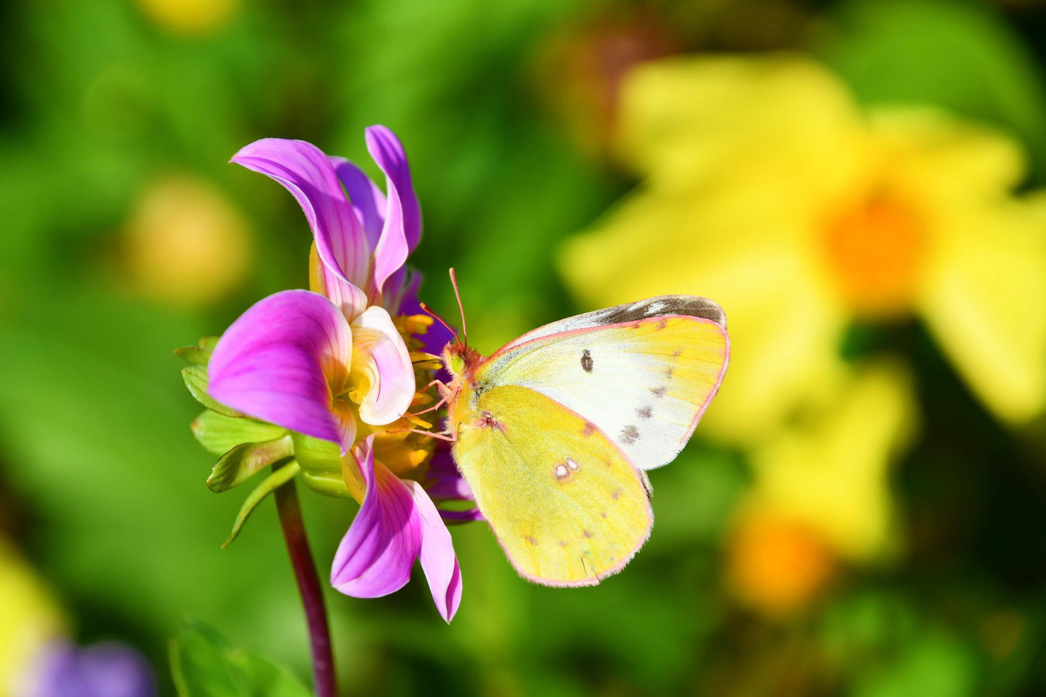 美丽的斑缘豆粉蝶,原创拍摄