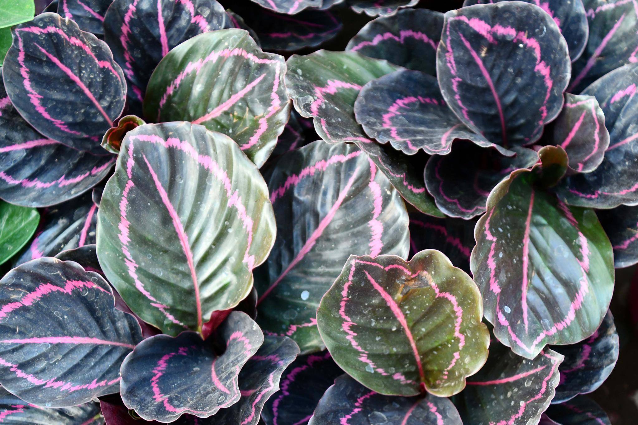 叶子很特别的竹芋,原创拍摄