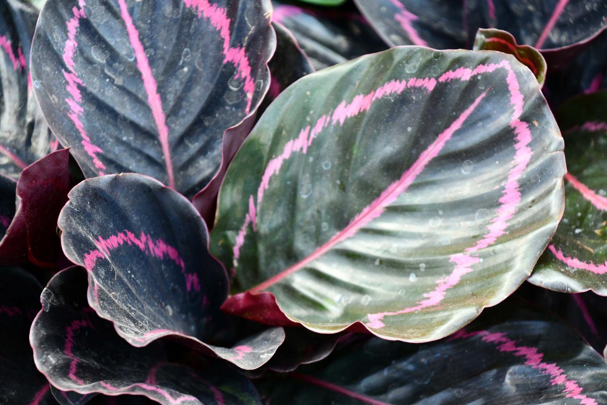 叶子很特别的竹芋,原创拍摄