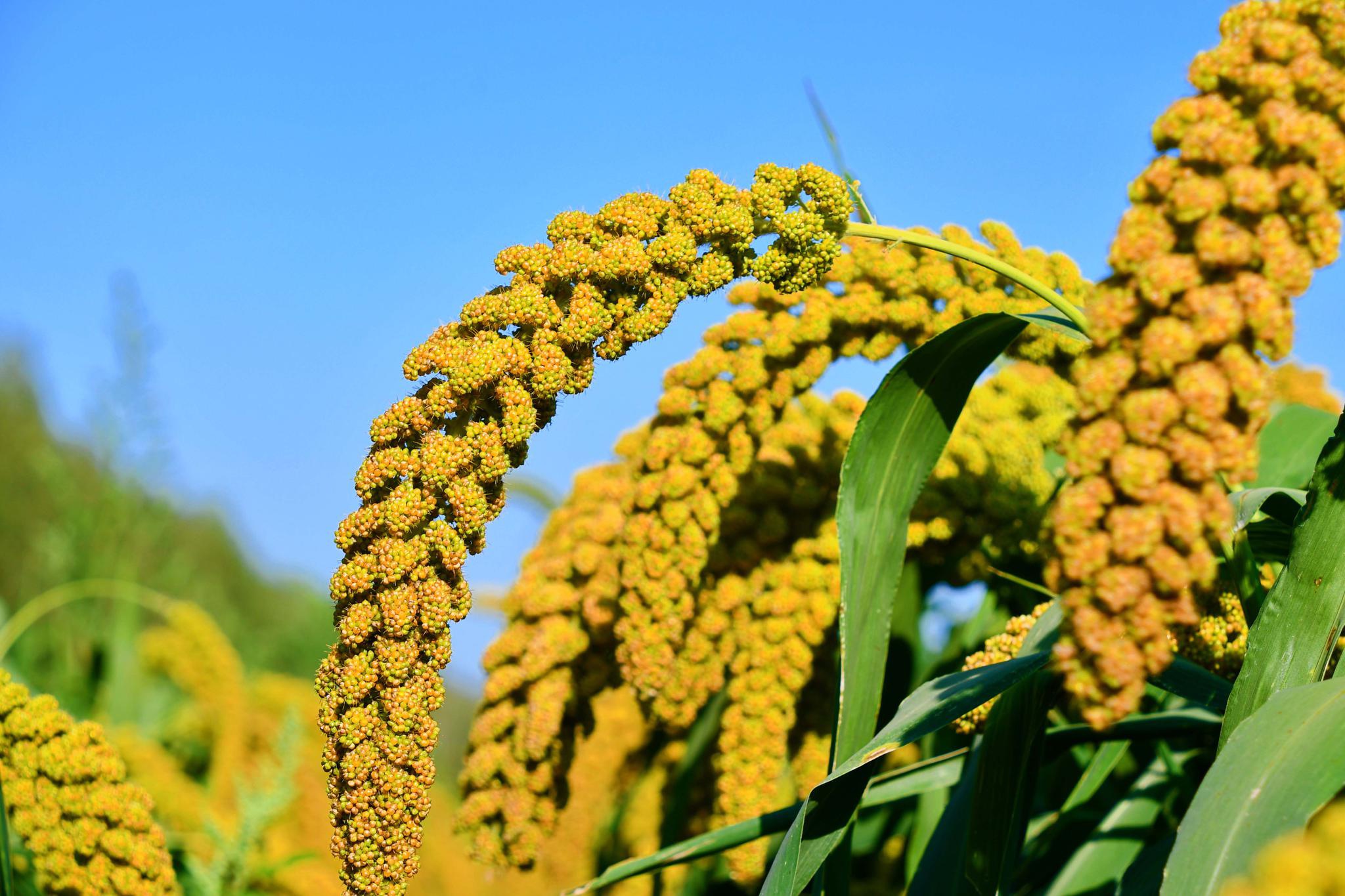 香喷喷的小米沉甸甸的谷子原创拍摄
