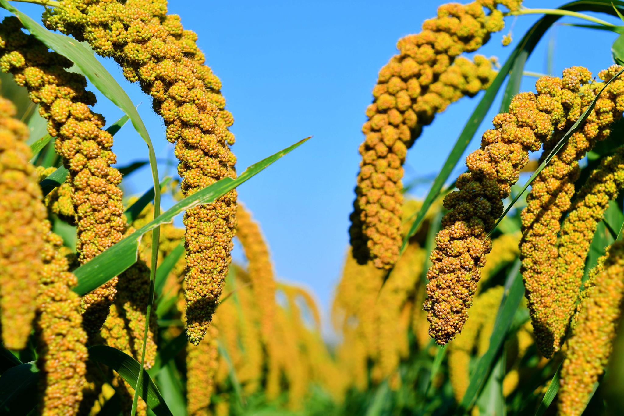 香喷喷的小米沉甸甸的谷子原创拍摄