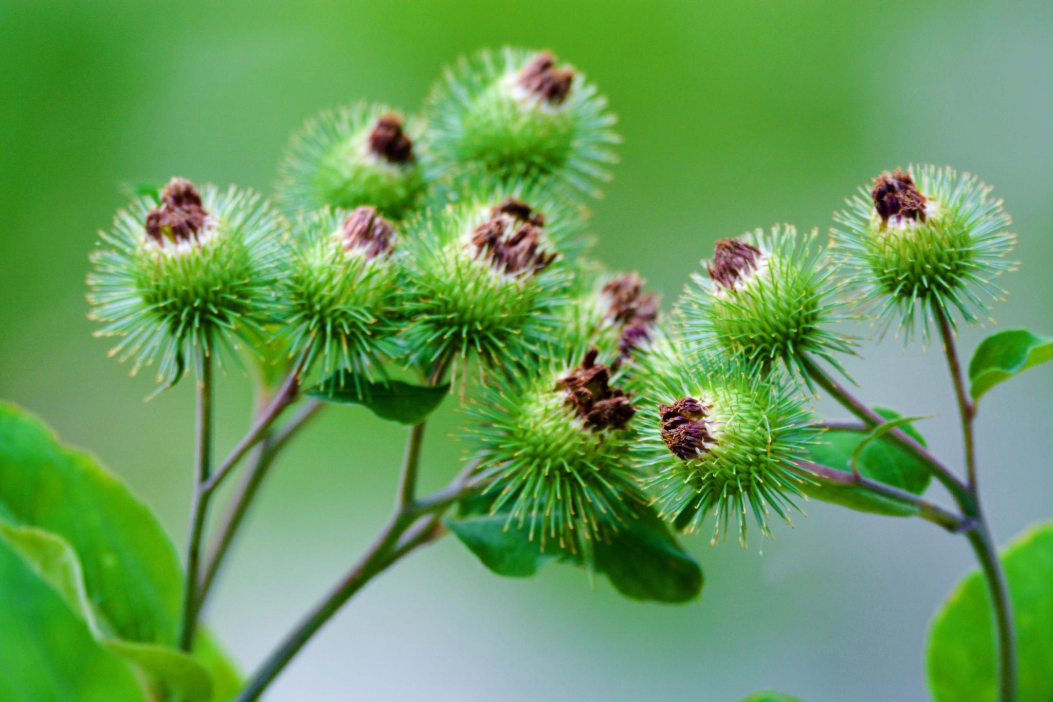 中药材牛蒡子,原创拍摄|牛蒡子|中药材|原创_新浪新闻
