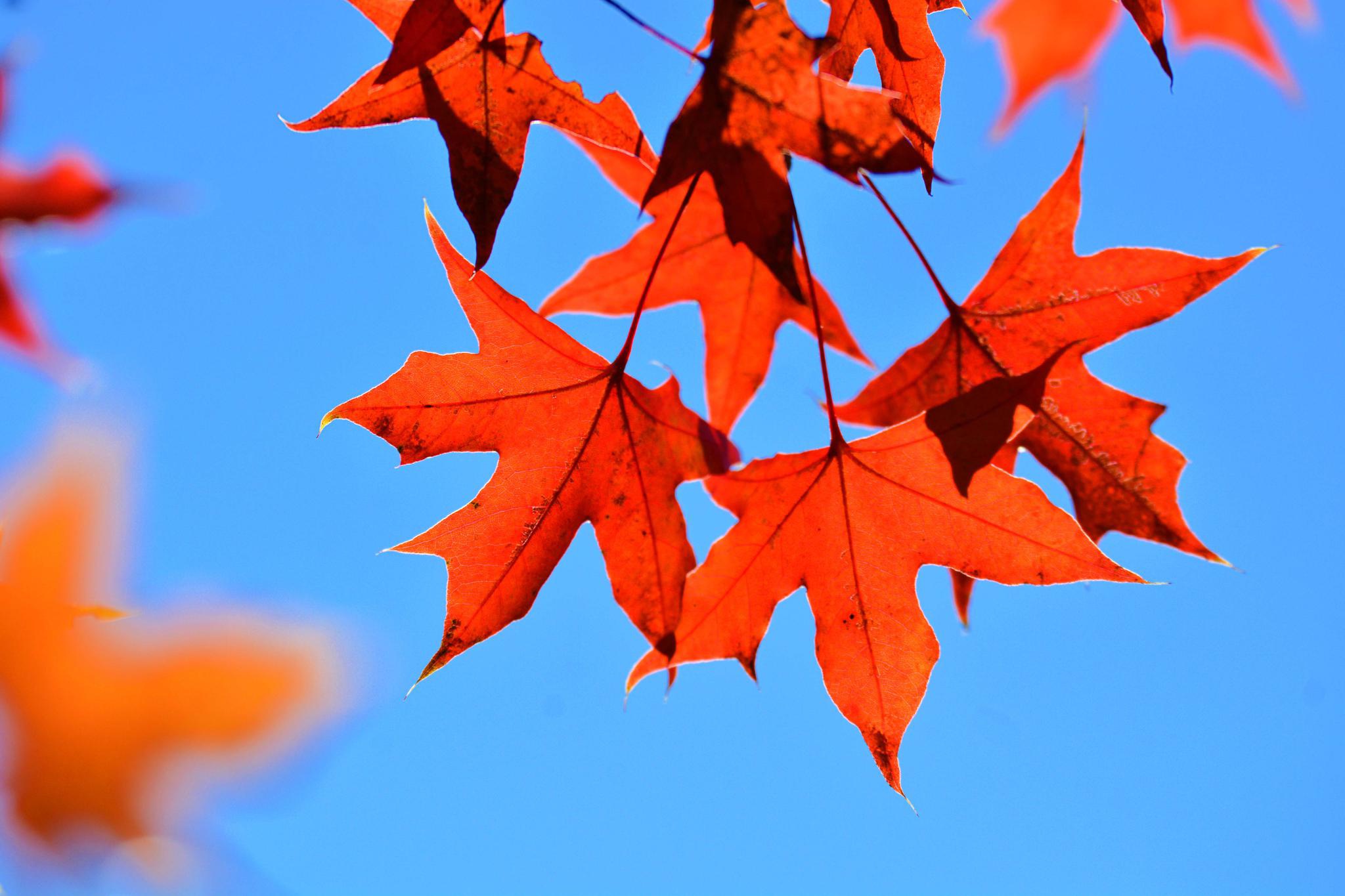 秋天的红叶,原创拍摄