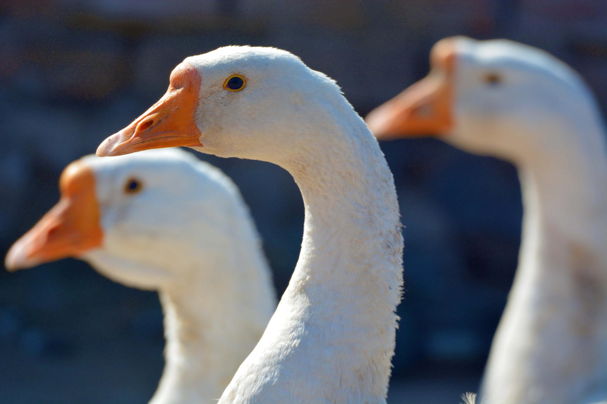 家养大鹅原创拍摄