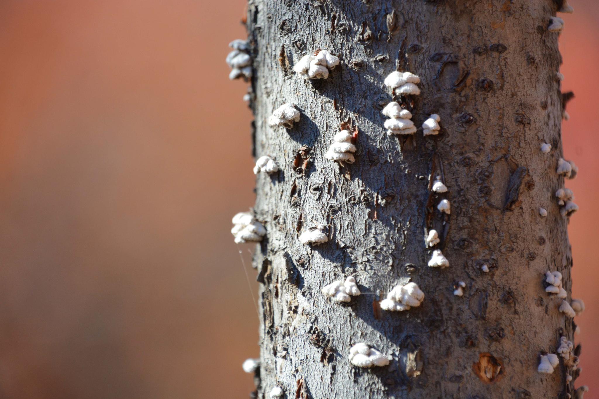树皮上白色的菌类,原创拍摄|菌类|白色|树皮_新浪新闻