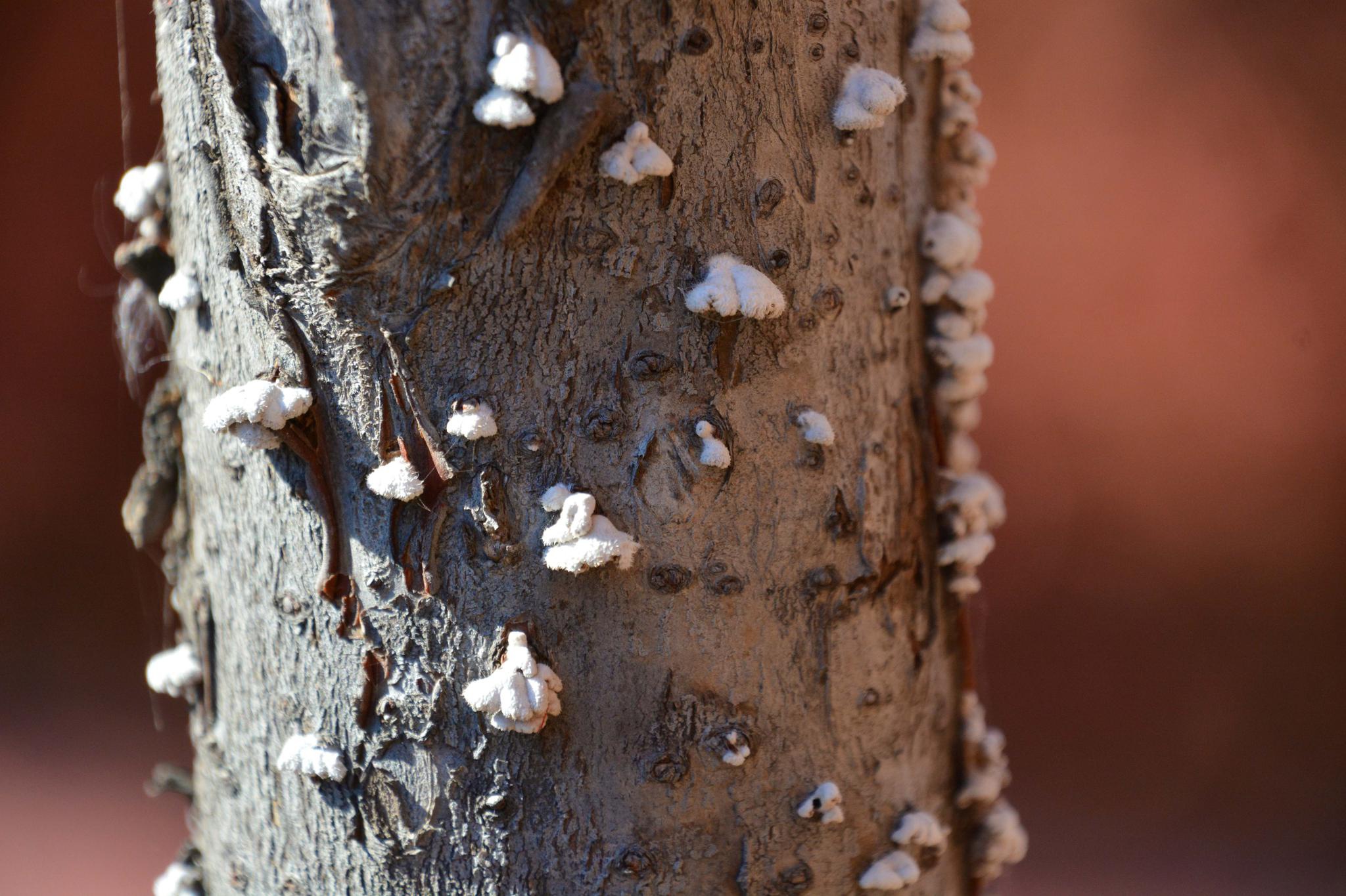树皮上白色的菌类,原创拍摄|菌类|白色|树皮_新浪新闻