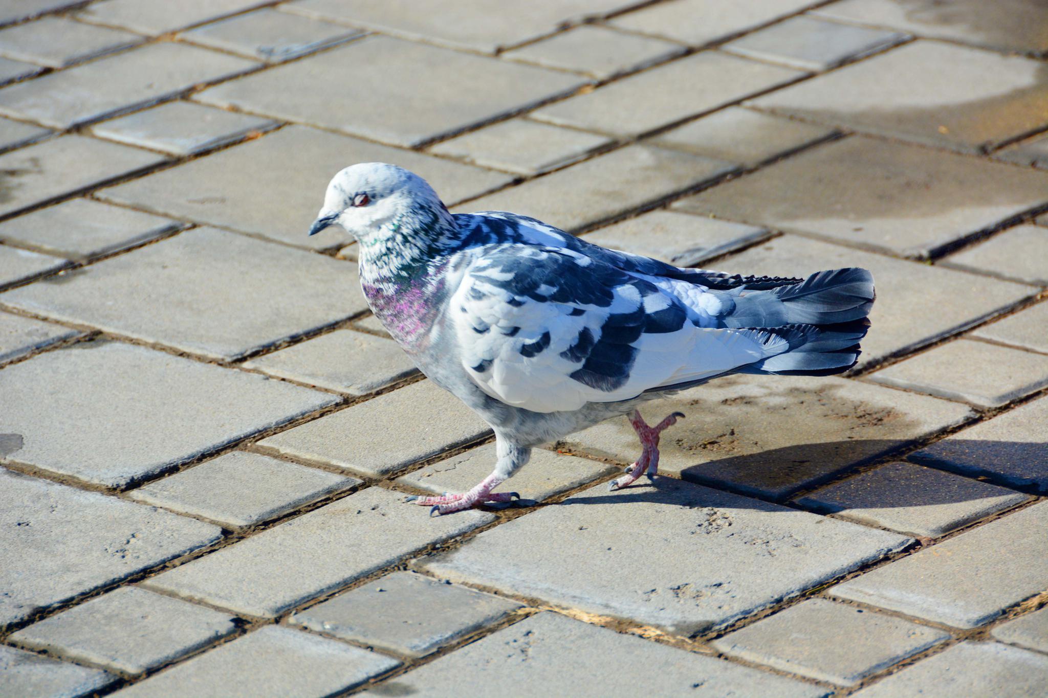 几只可爱的鸽子原创拍摄