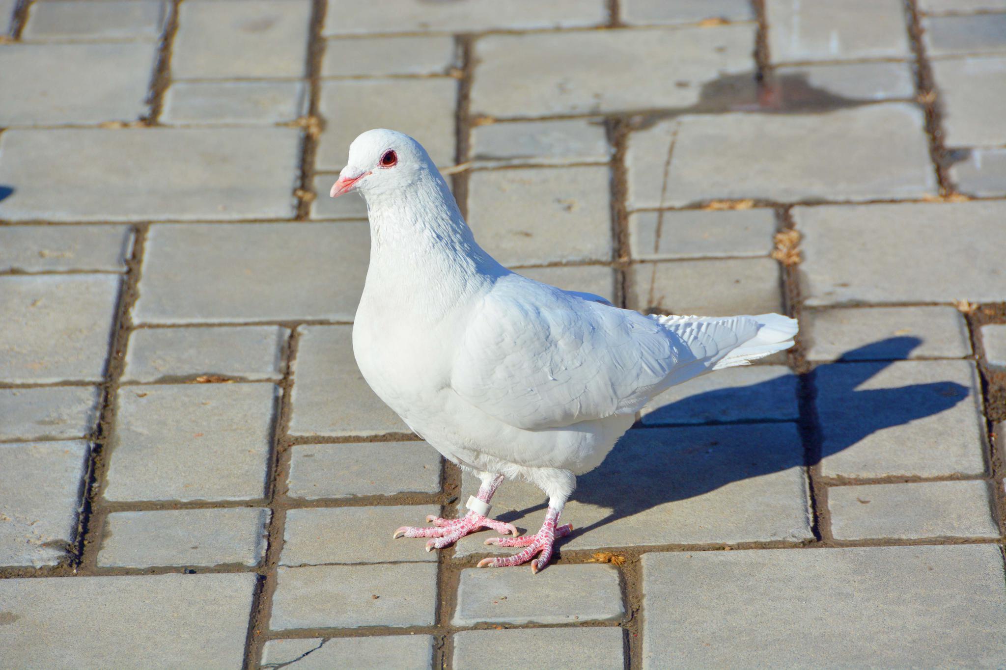 几只可爱的鸽子原创拍摄
