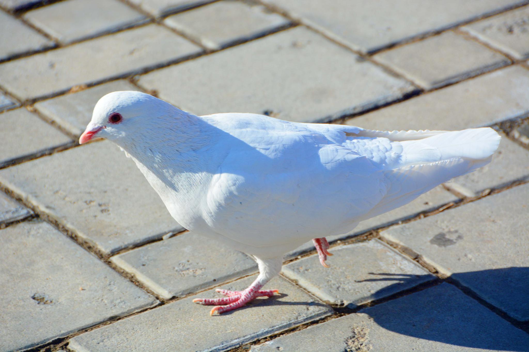几只可爱的鸽子原创拍摄