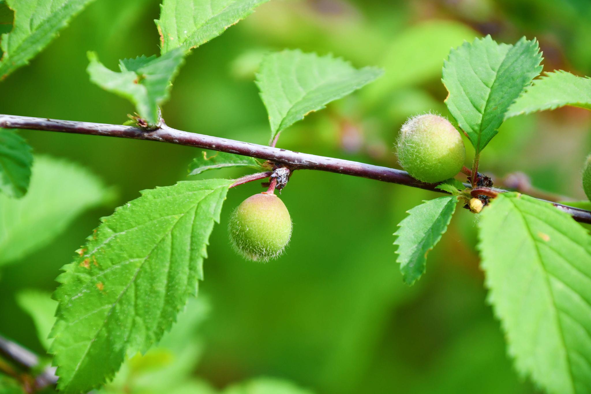 榆叶梅果实,原创拍摄