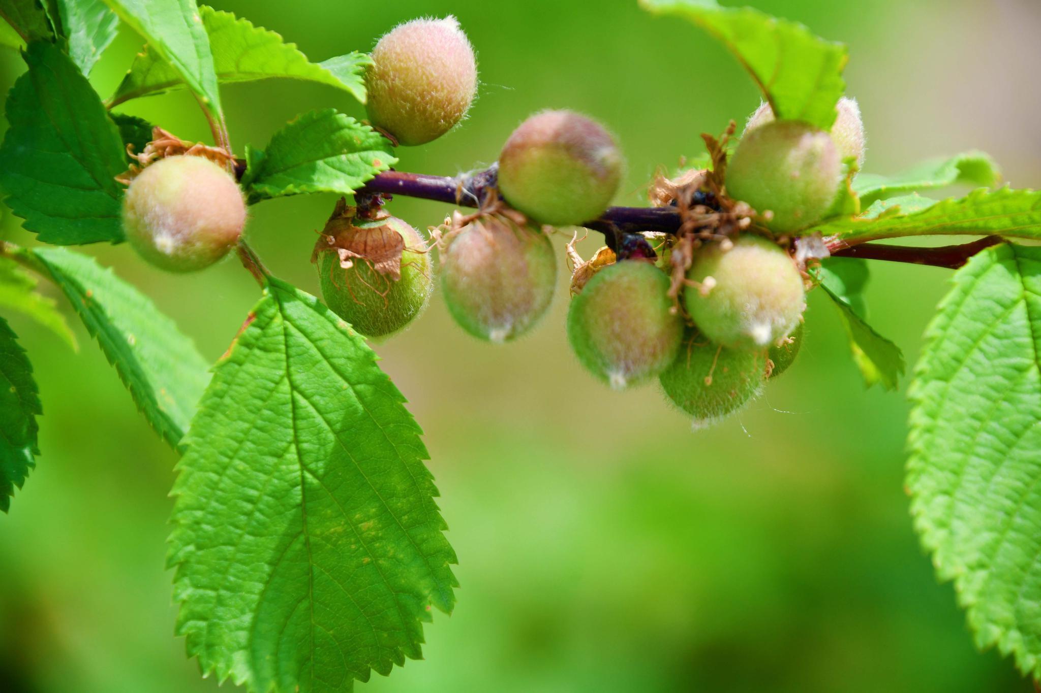 榆叶梅果实,原创拍摄